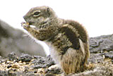 Fuerteventura - Erdhrnchen